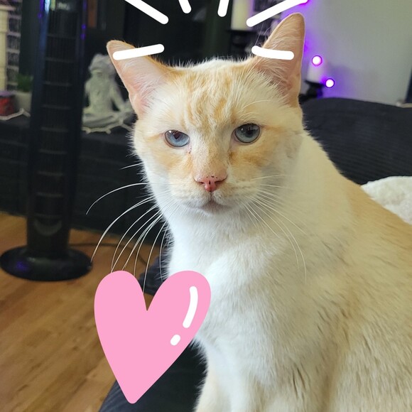 angelhairrs